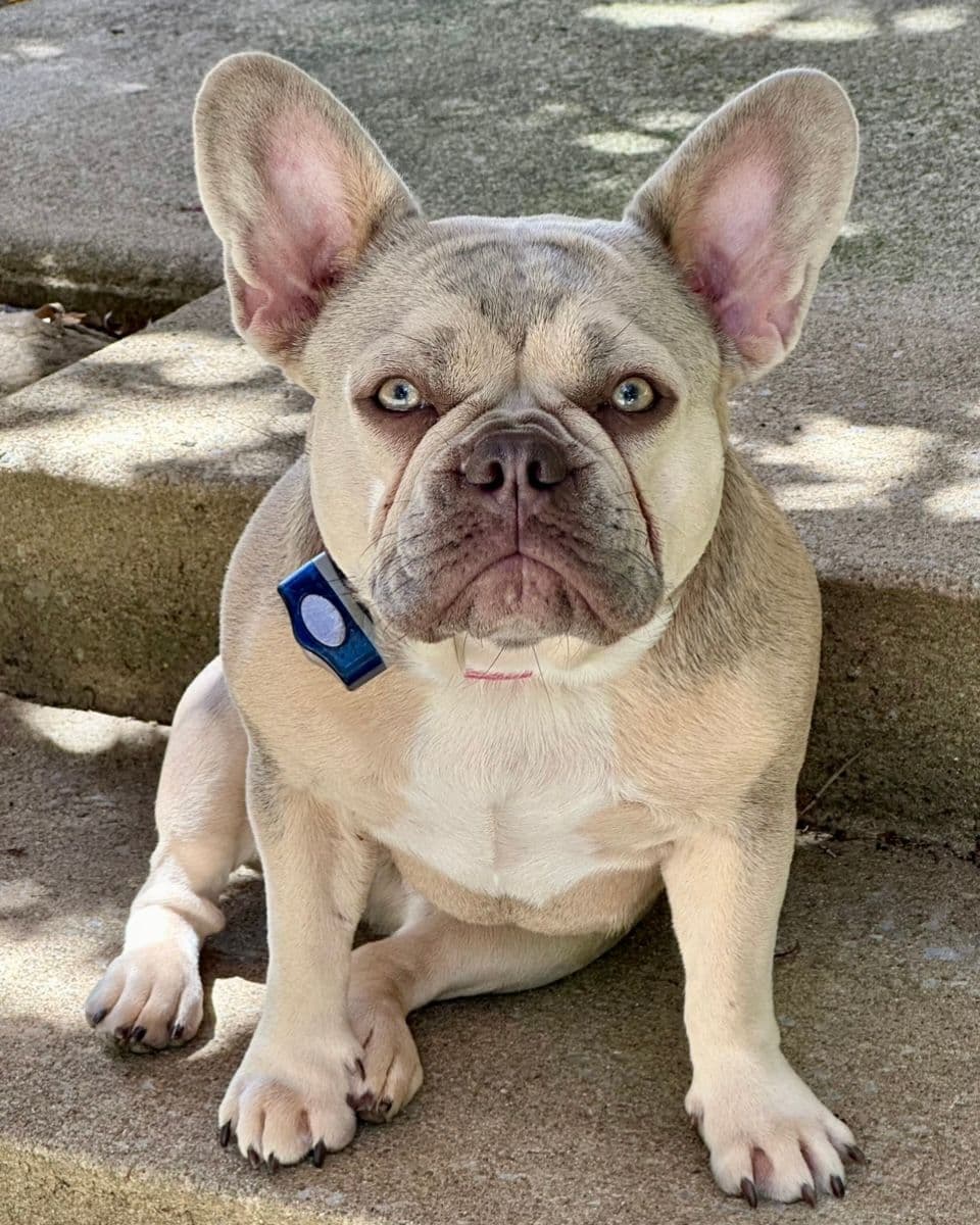 French Bulldog Puppies breeder image 18