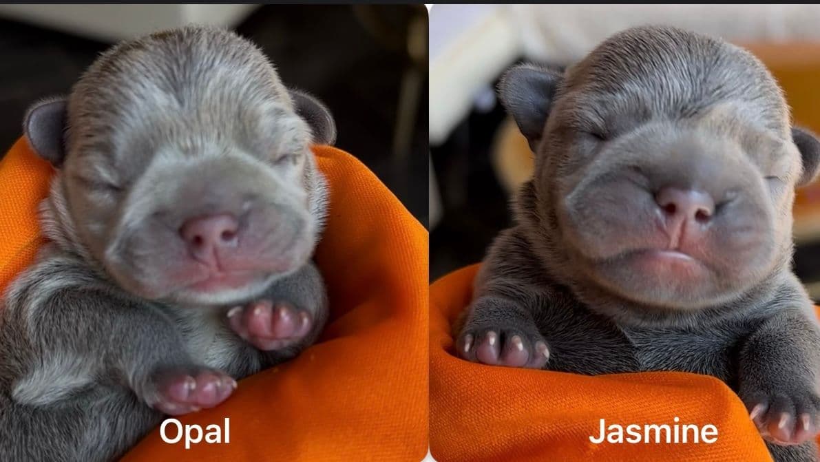 French Bulldog Puppies breeder image 19