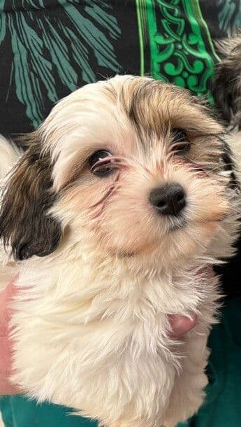 Havanese Puppies breeder image 1