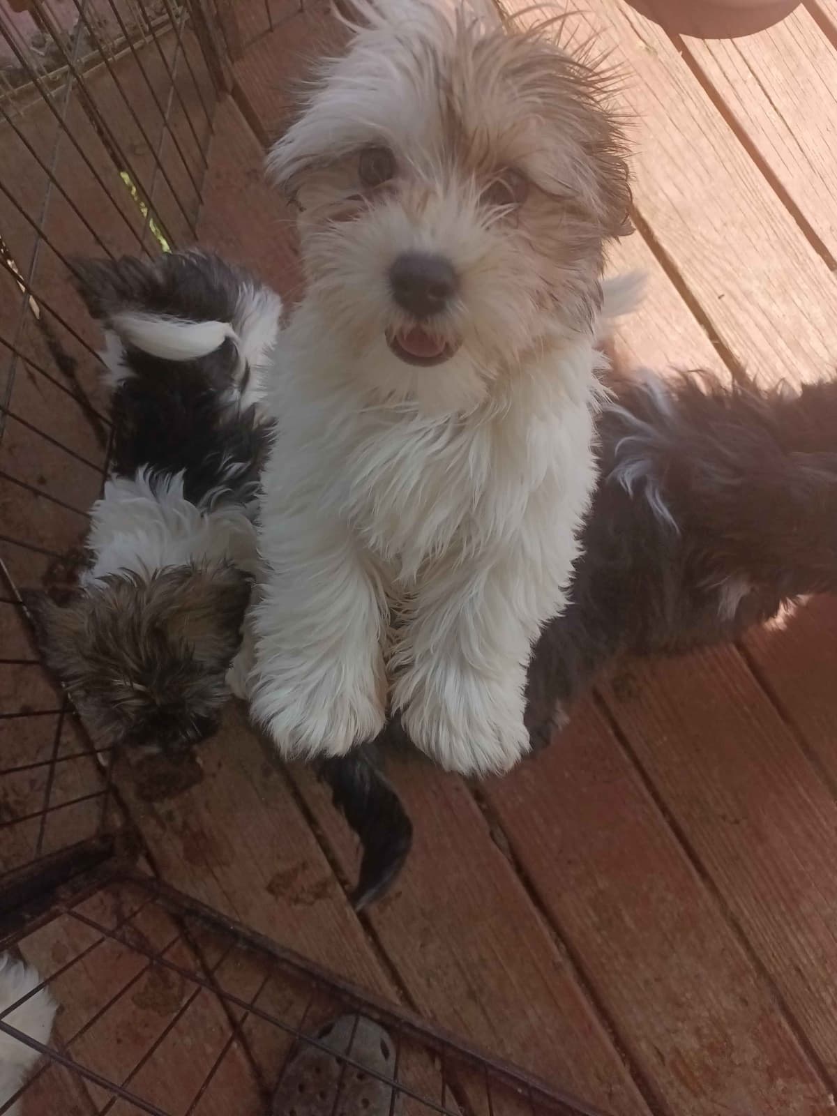Havanese Puppies breeder image 3
