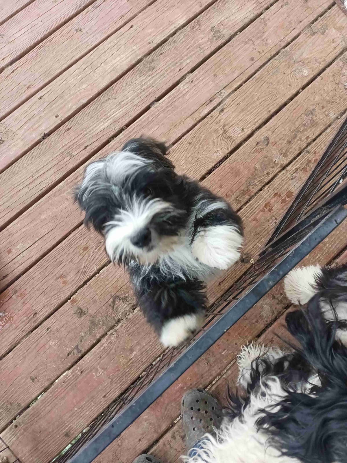 Havanese Puppies breeder image 4