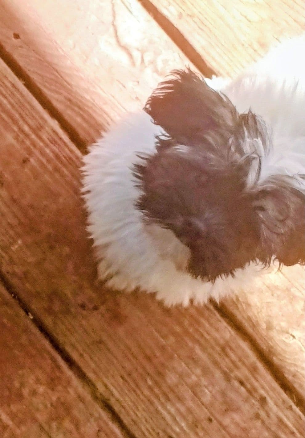 Havanese Puppies breeder image 5