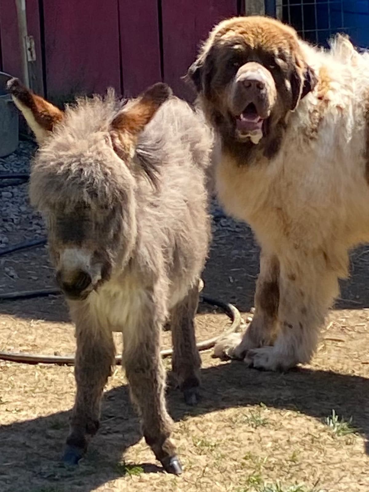 Newfoundland Puppies breeder image 3