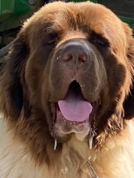 Newfoundland Puppies breeder image 4