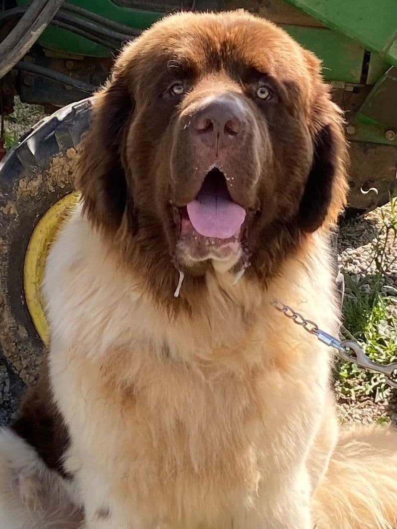 Newfoundland Puppies breeder image 2