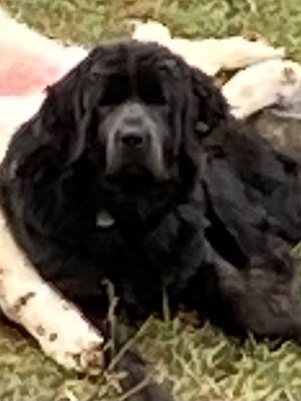 Newfoundland Puppies breeder image 9