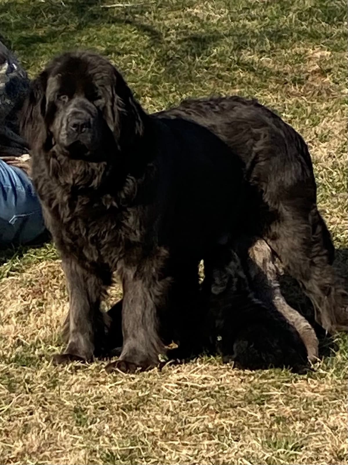 Newfoundland Puppies breeder image 13