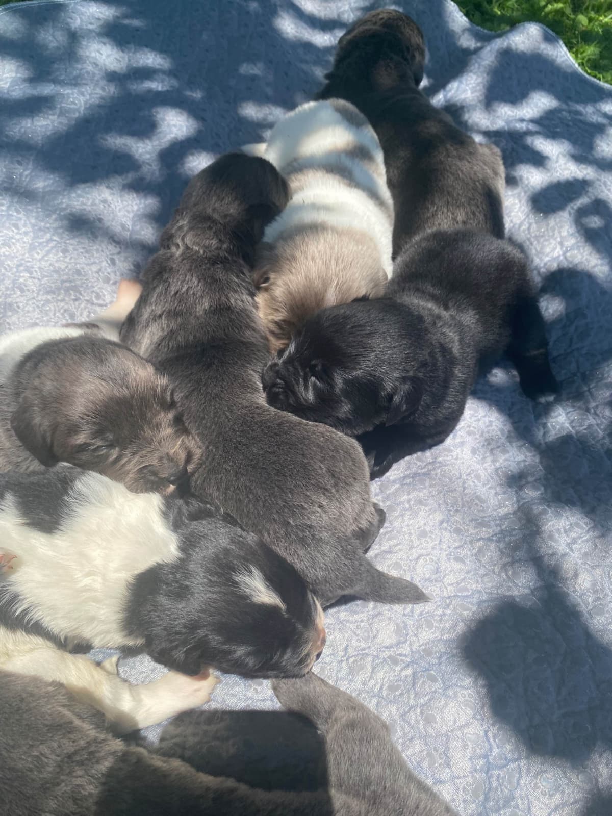 Newfoundland Puppies breeder image 16