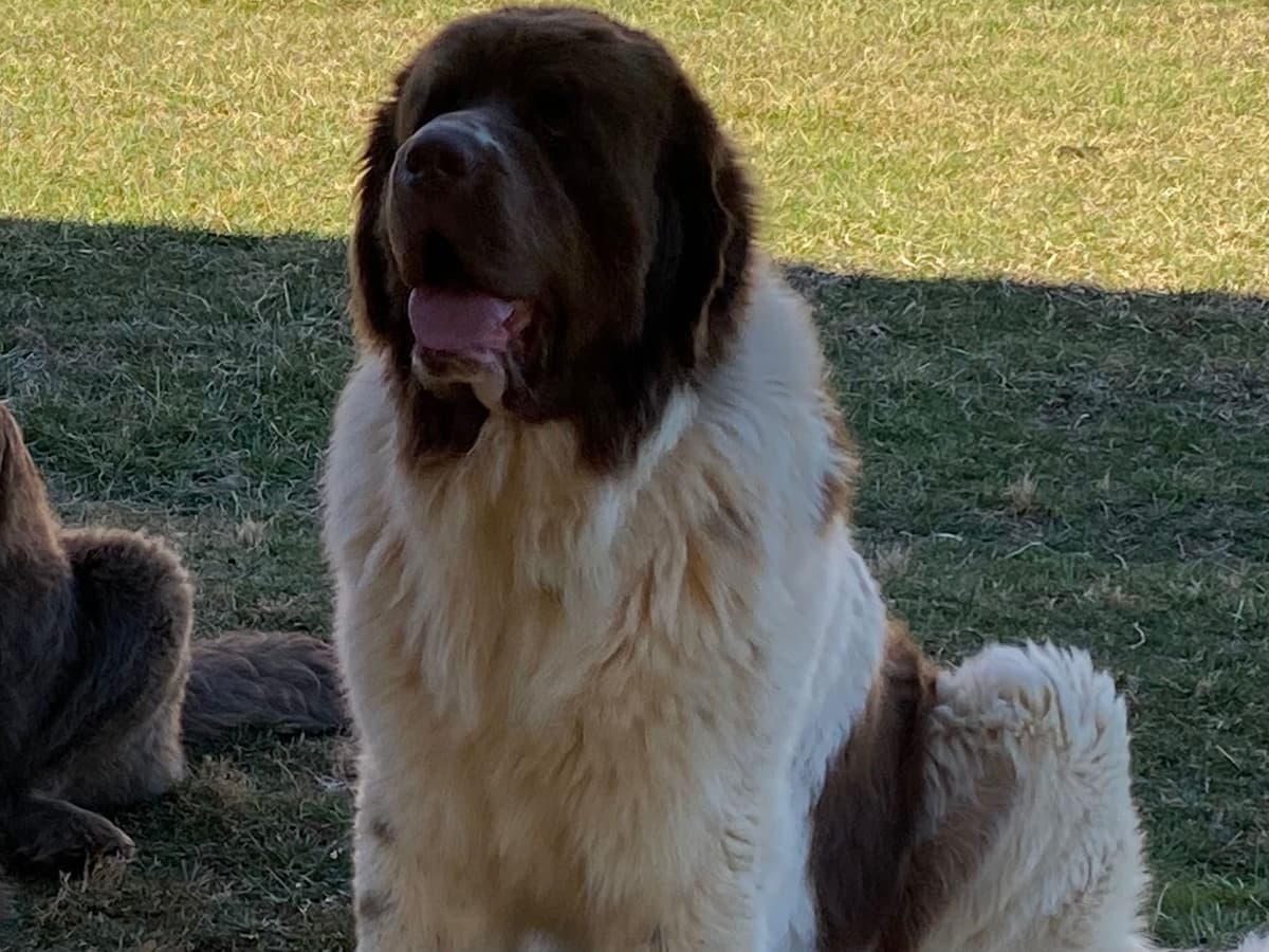 Newfoundland Puppies breeder image 15