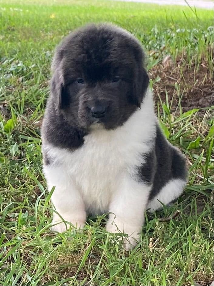 Newfoundland Puppies breeder image 20