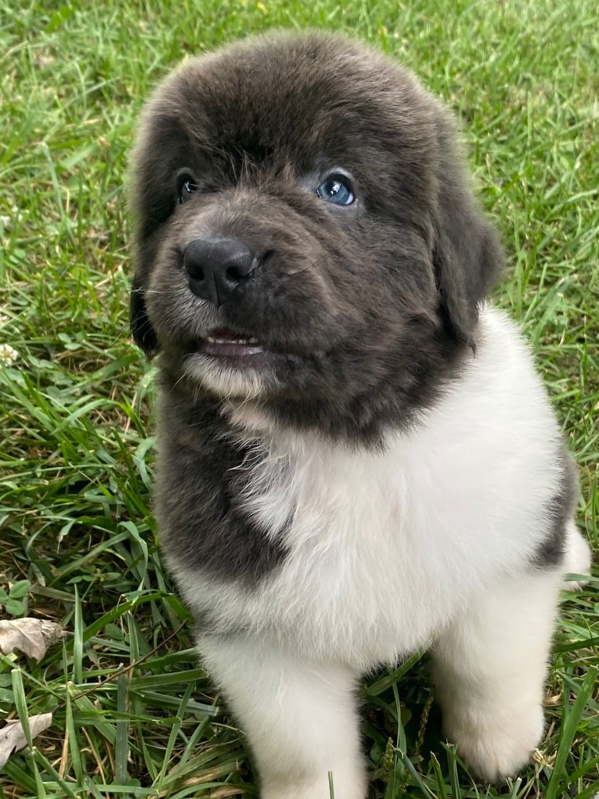 Newfoundland Puppies breeder image 21