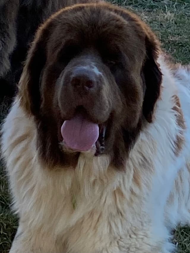 Newfoundland Puppies media 5