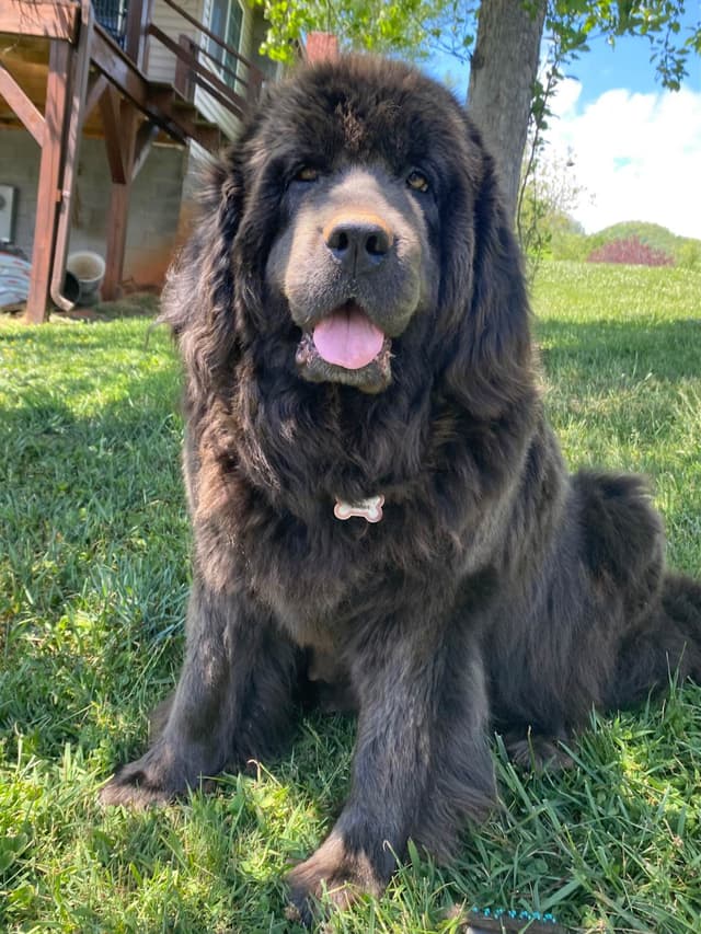 Newfoundland Puppies media 6