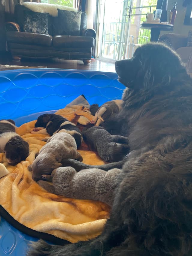 Newfoundland Puppies media 8