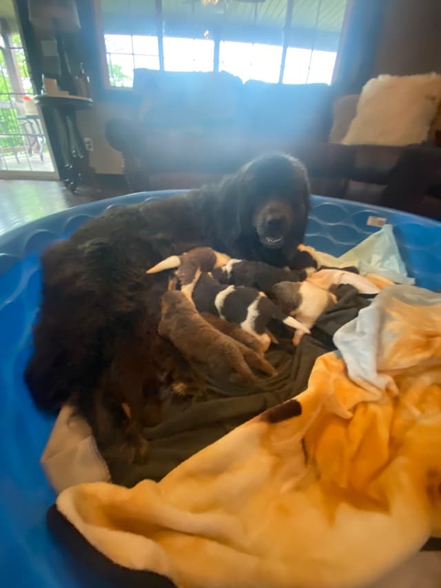 Newfoundland Puppies media 10