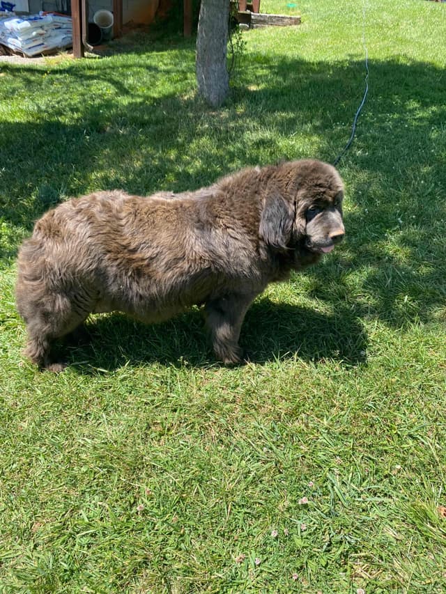 Newfoundland Puppies media 11