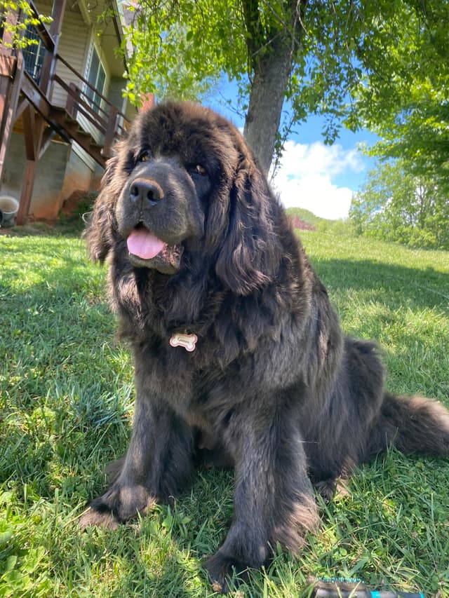 Newfoundland Puppies media 12
