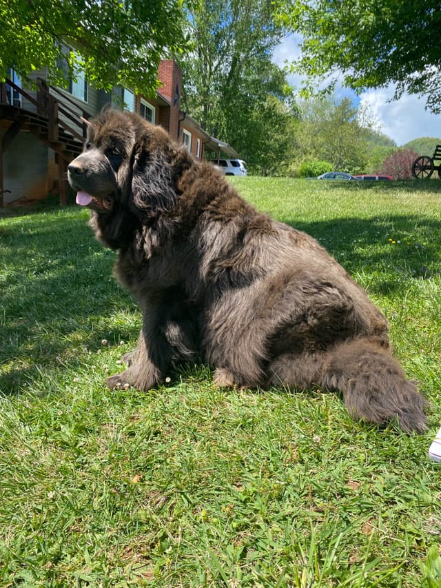 Newfoundland Puppies media 13