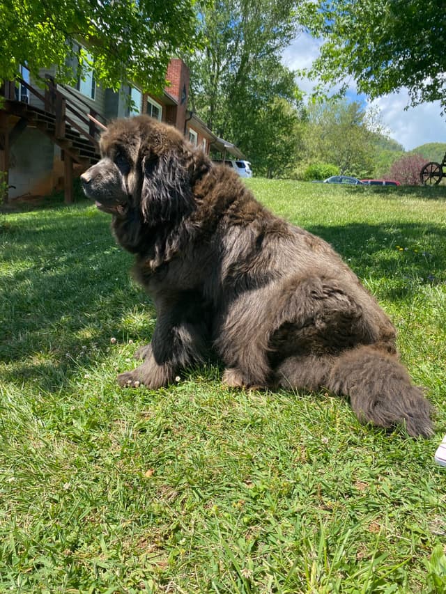 Newfoundland Puppies media 14