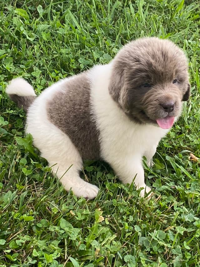 Newfoundland Puppies media 16