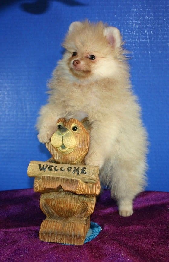 White Pomeranian Puppy breeder image 1