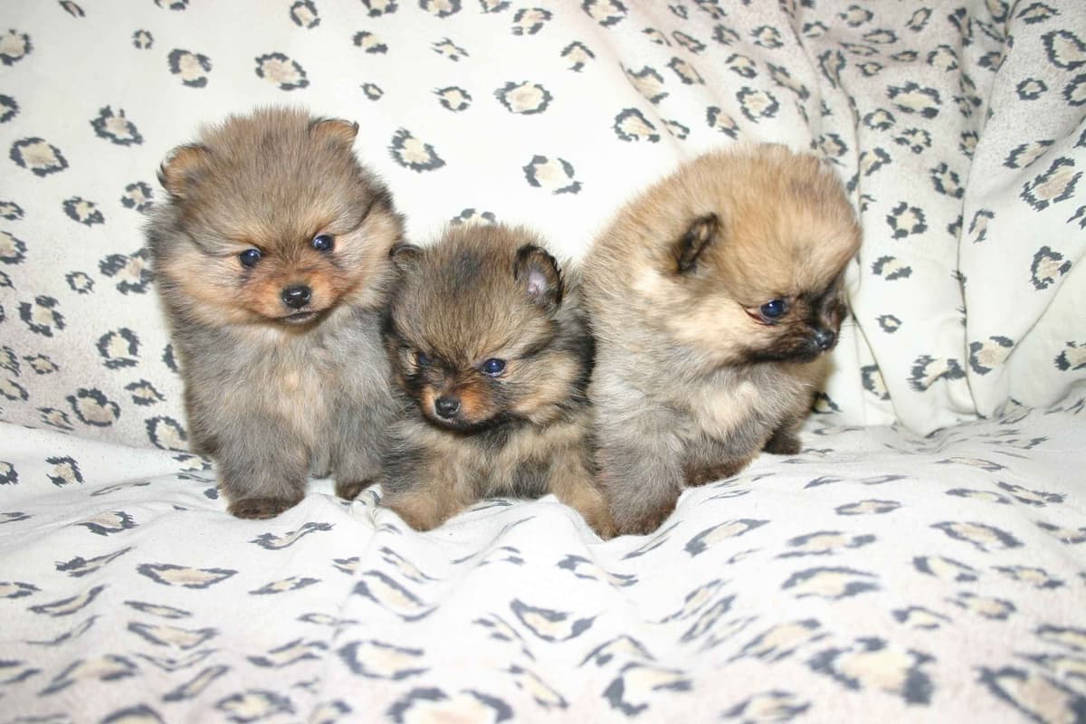 White Pomeranian Puppy breeder image 7