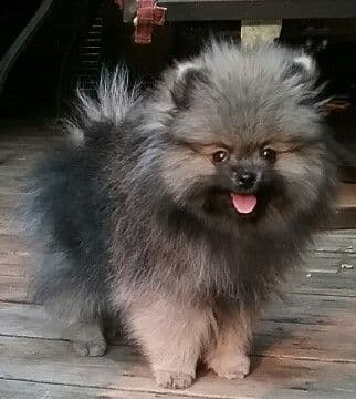 White Pomeranian Puppy breeder image 4