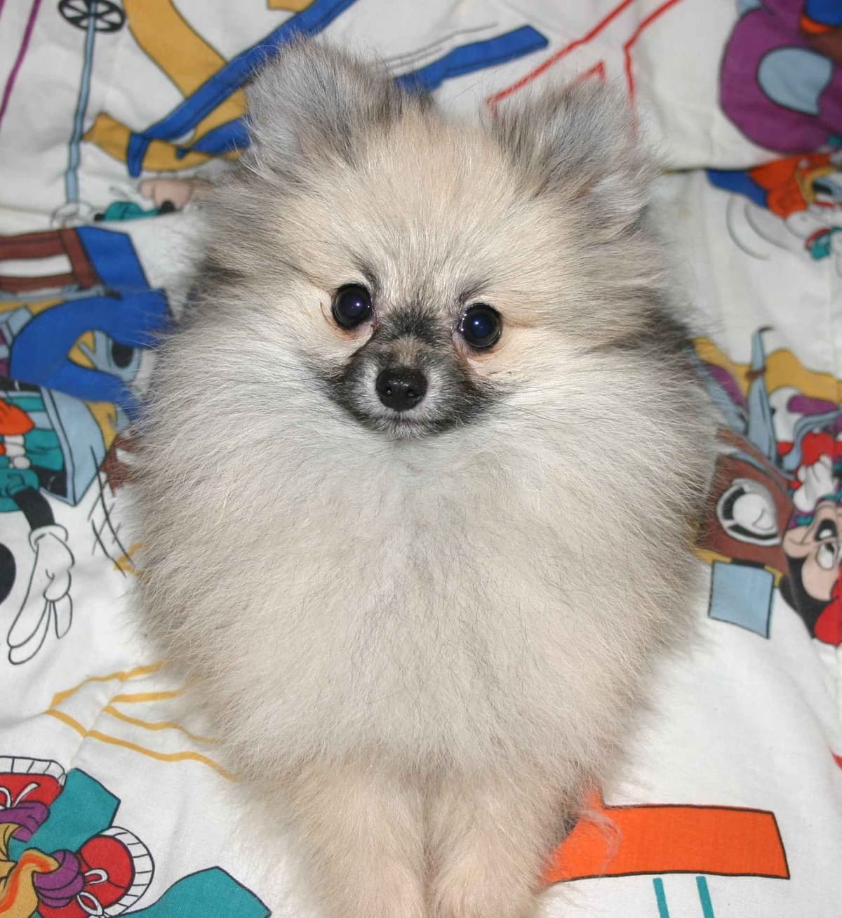 White Pomeranian Puppy breeder image 6