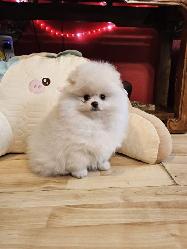 White Pomeranian Puppy media 2