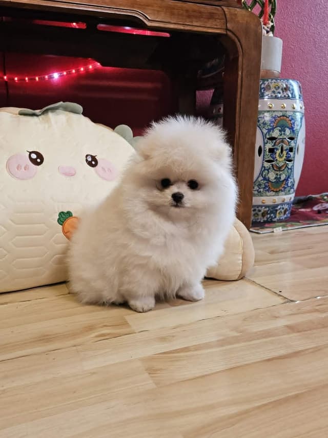 White Pomeranian Puppy media 3