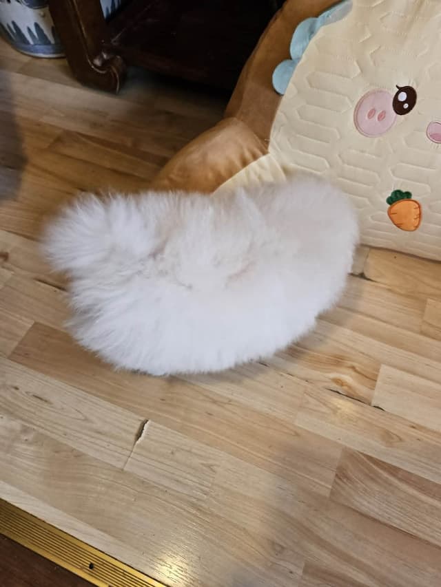 White Pomeranian Puppy media 4