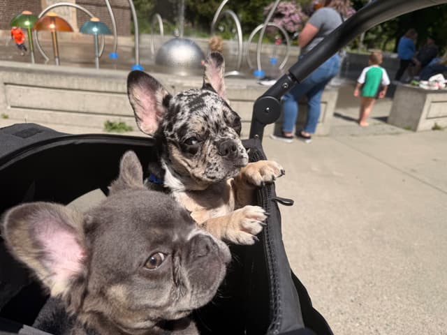 French Bulldog Puppies media 3