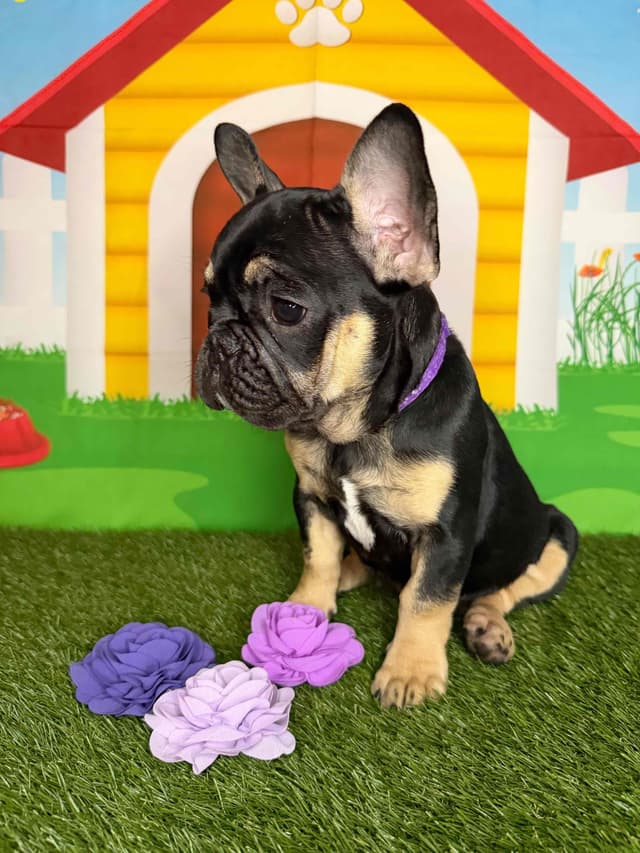 French Bulldog Puppies media 4
