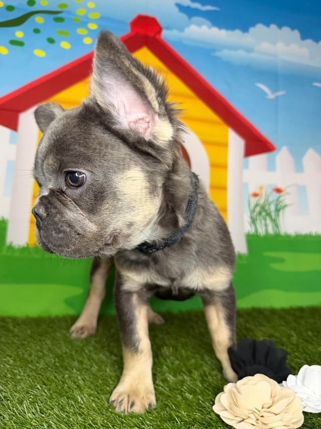 French Bulldog Puppies media 6