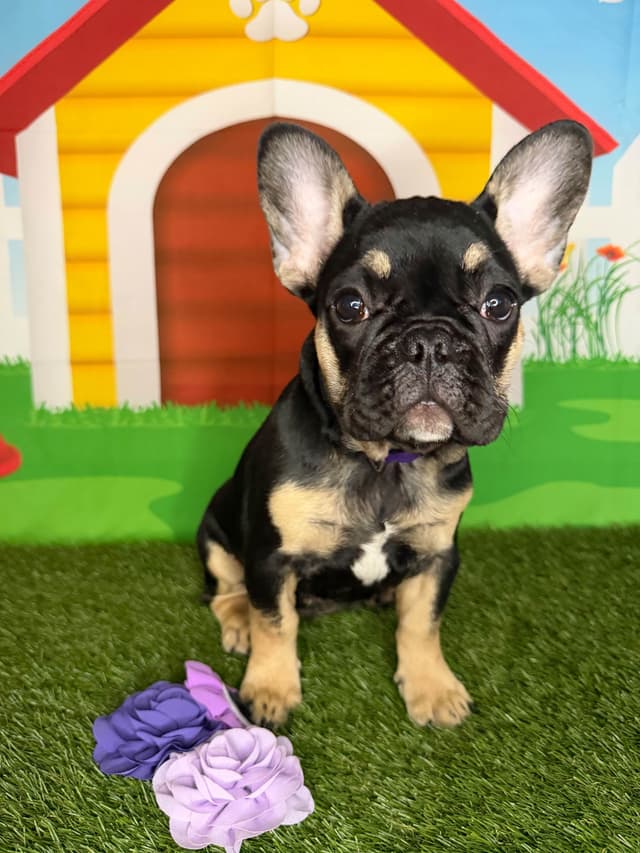 French Bulldog Puppies media 10