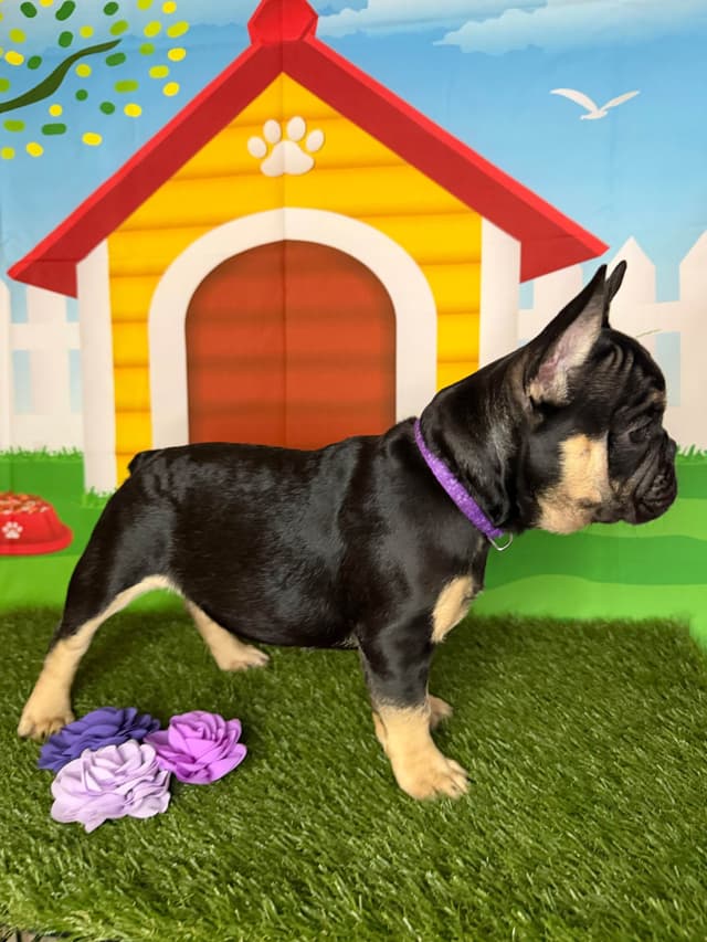 French Bulldog Puppies media 8
