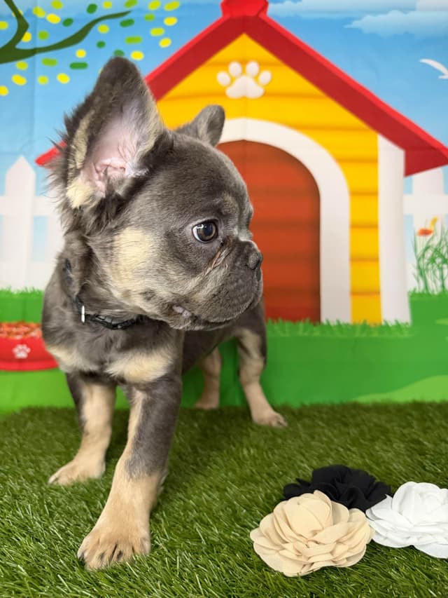 French Bulldog Puppies media 9