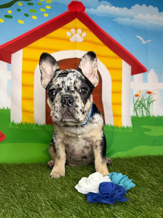French Bulldog Puppies media 11