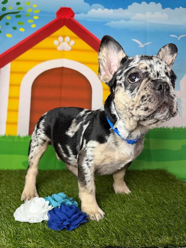 French Bulldog Puppies media 13