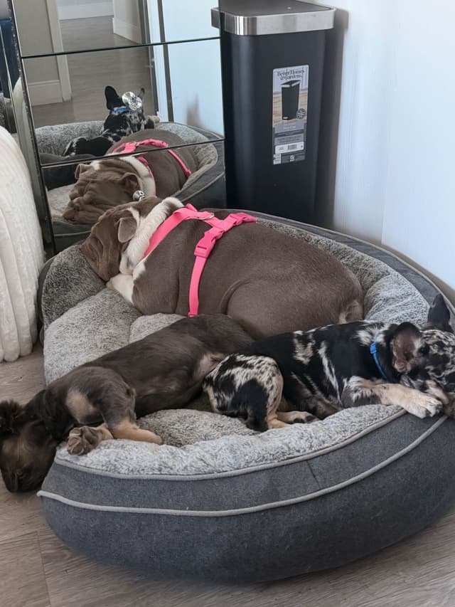 French Bulldog Puppies media 14