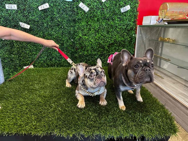 French Bulldog Puppies media 18