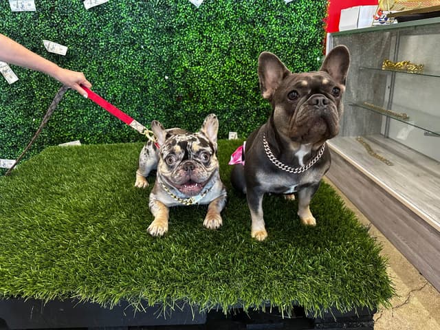 French Bulldog Puppies media 17