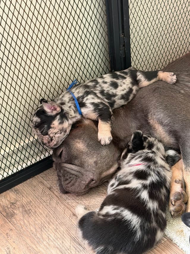 French Bulldog Puppies media 19