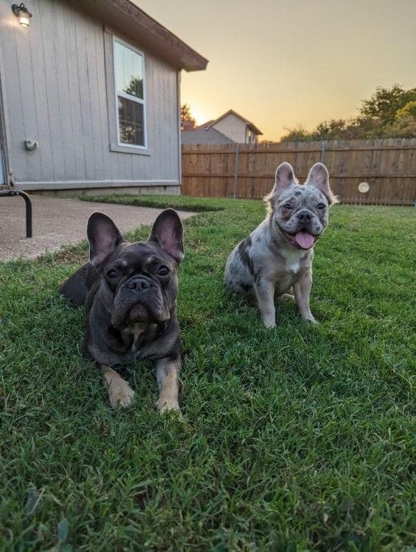 French Bulldog Puppies breeder image 3