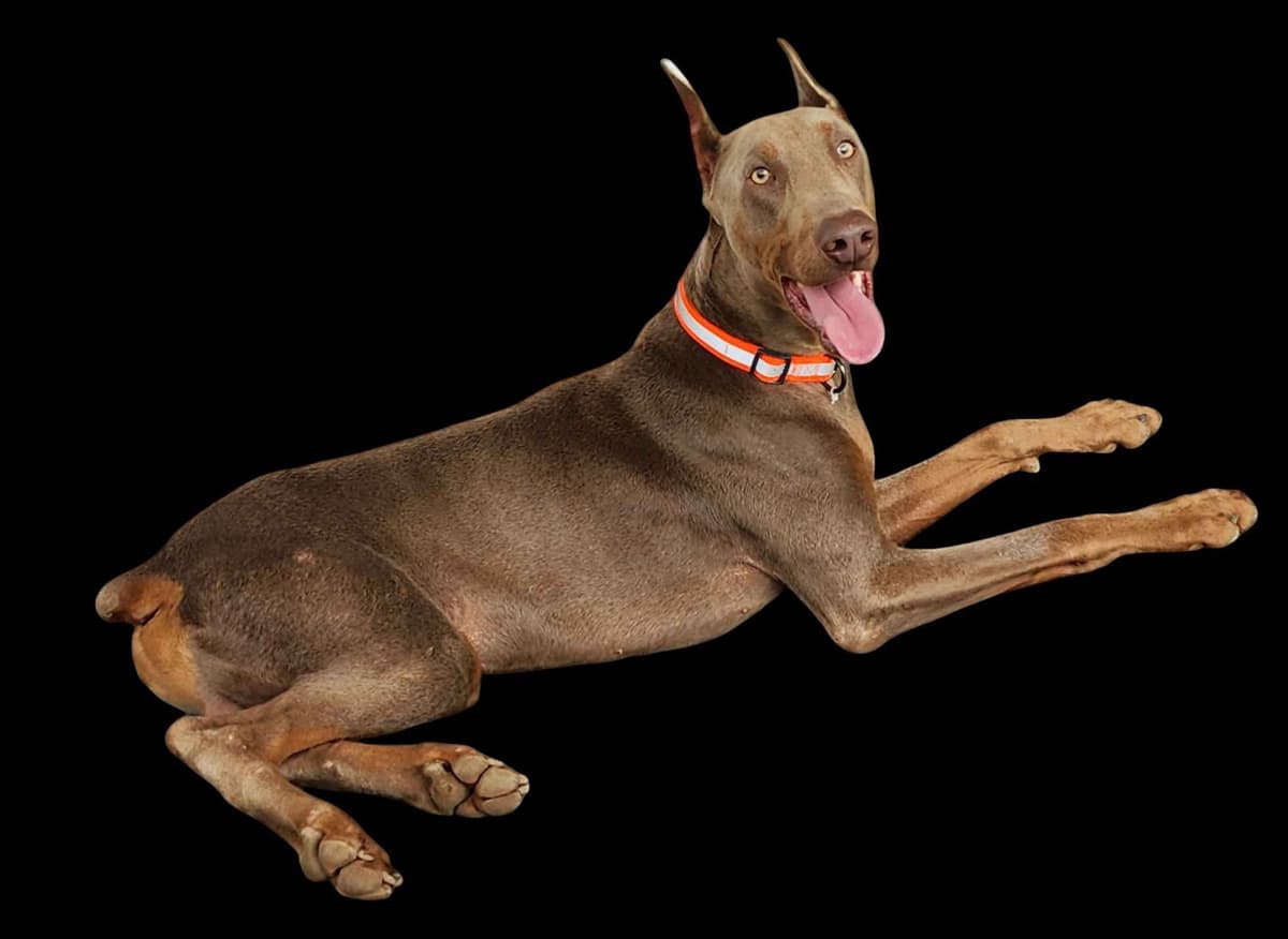 Doberman Pinscher Puppies breeder image 3