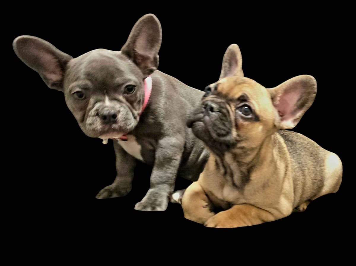 Doberman Pinscher Puppies breeder image 5