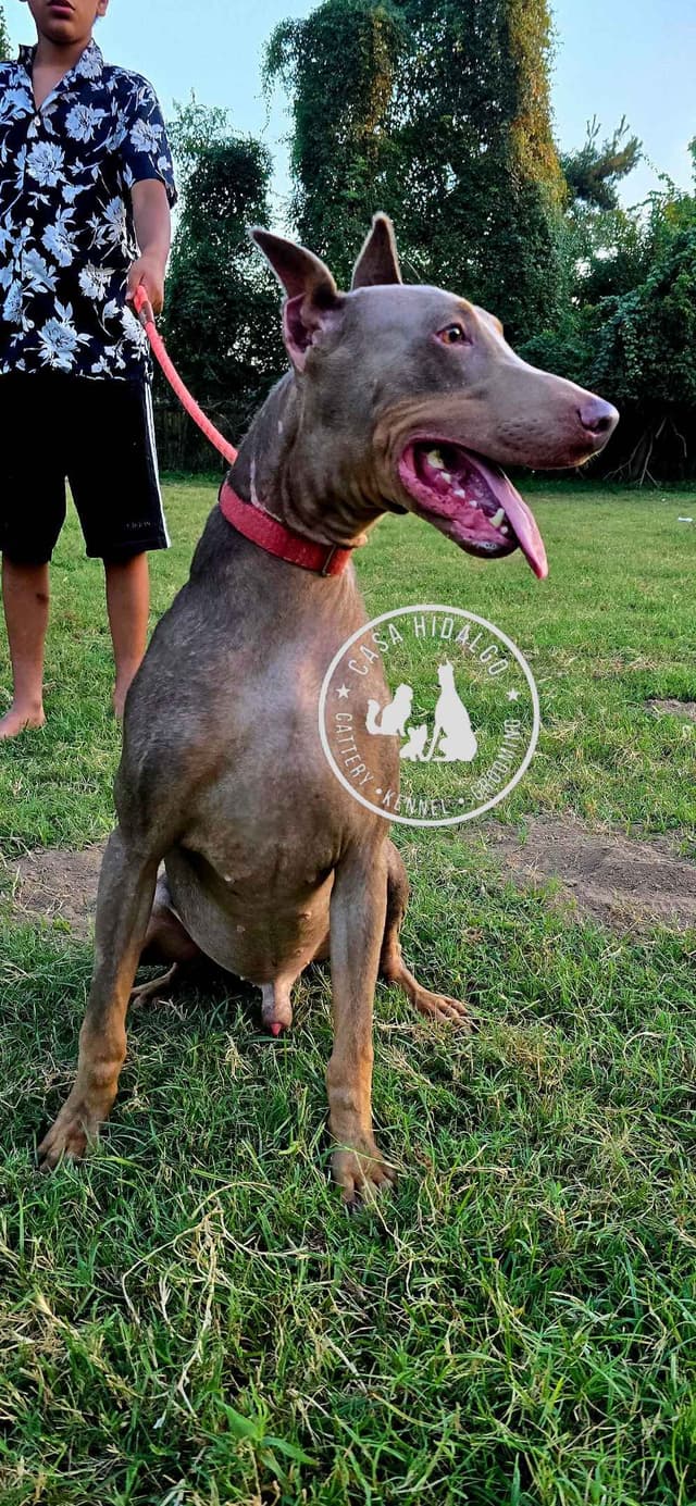 Doberman Pinscher Puppies media 3