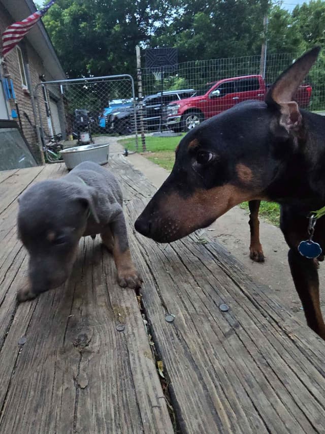 Doberman Pinscher Puppies media 4