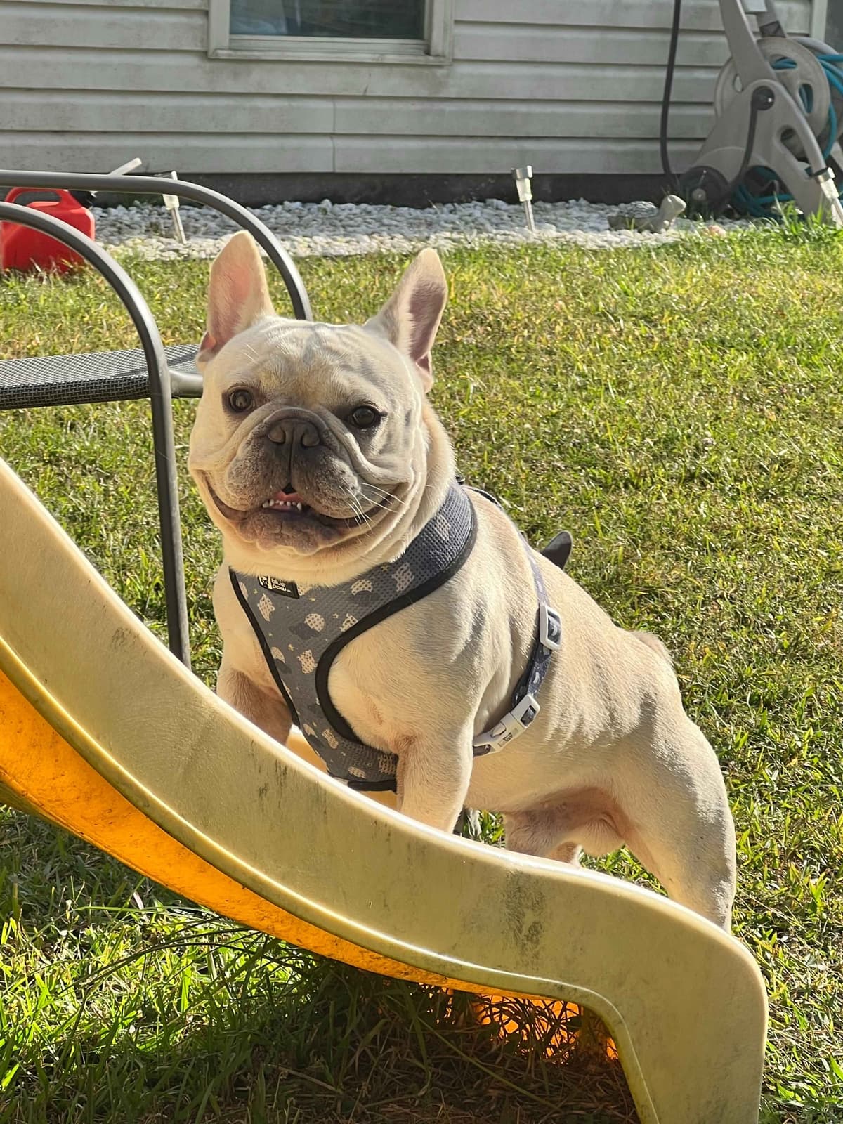 French Bulldog Puppies breeder image 1