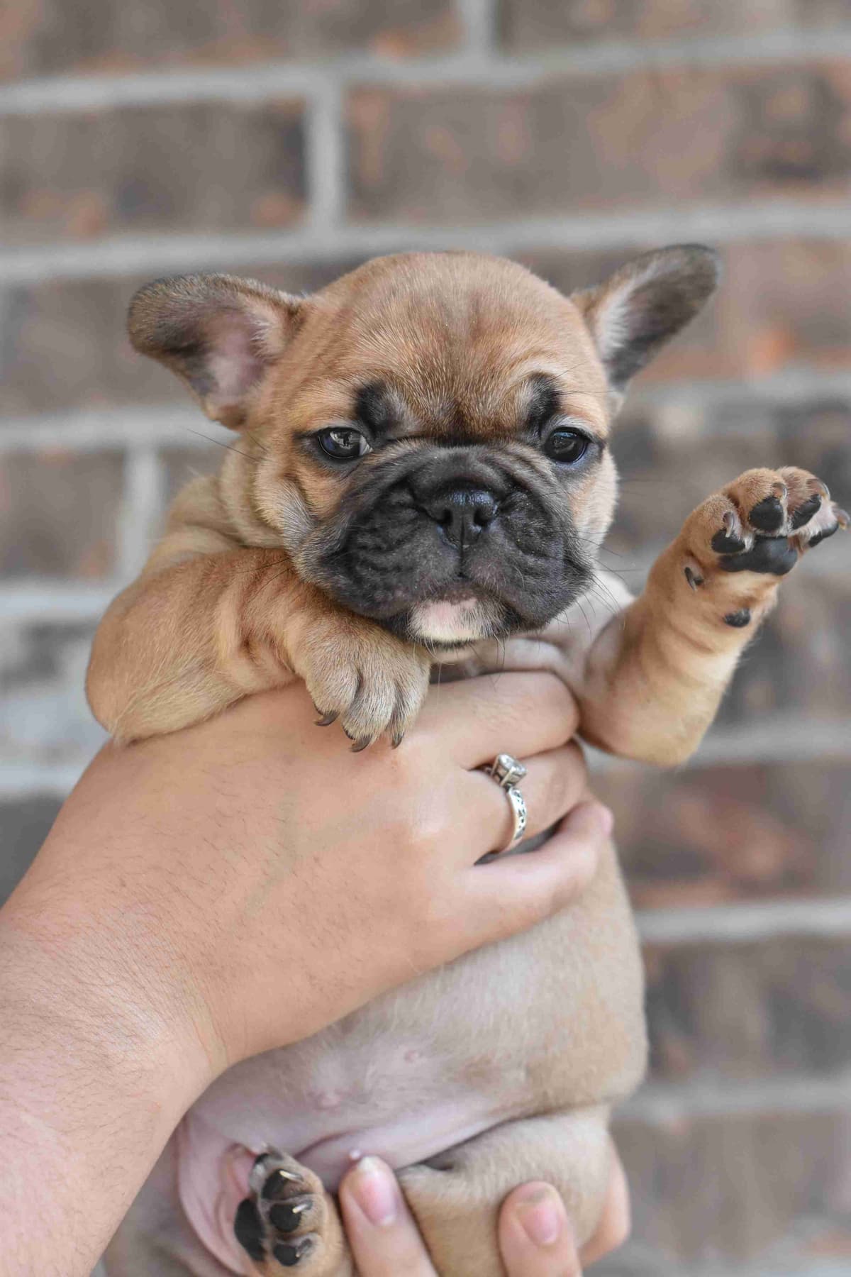French Bulldog Puppies breeder image 2